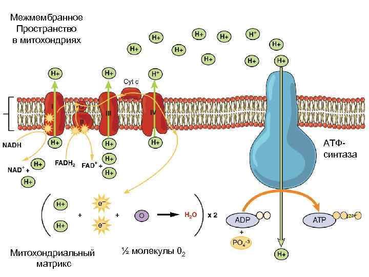 Межмембранное Пространство в митохондриях Дыхательная цепь переноса электронов АТФсинтаза Митохондриальный матрикс ½ молекулы 02