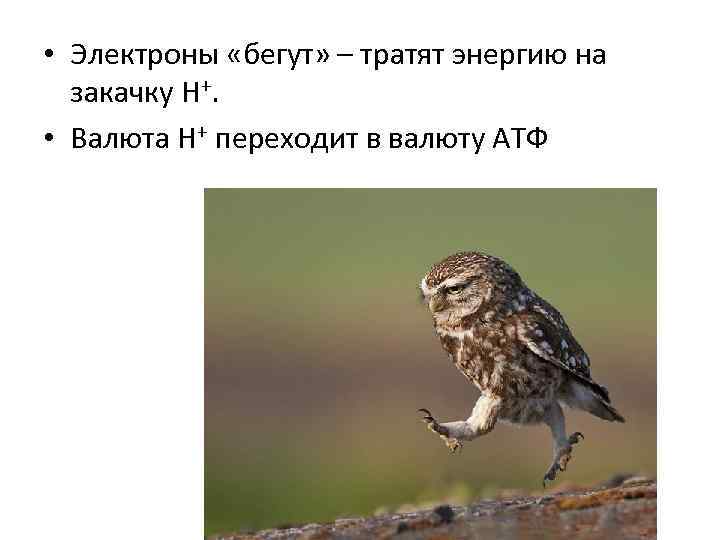  • Электроны «бегут» – тратят энергию на закачку Н+. • Валюта Н+ переходит