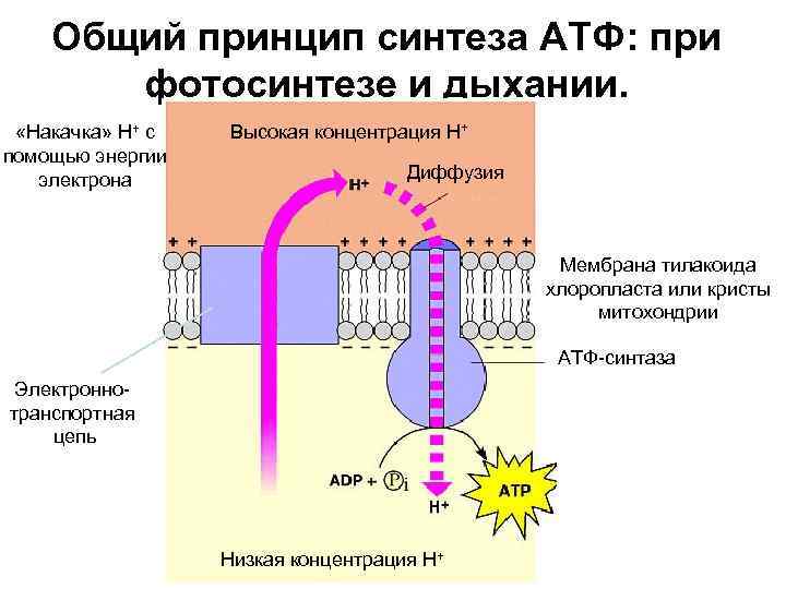 Общий принцип синтеза АТФ: при фотосинтезе и дыхании. «Накачка» Н+ с помощью энергии электрона