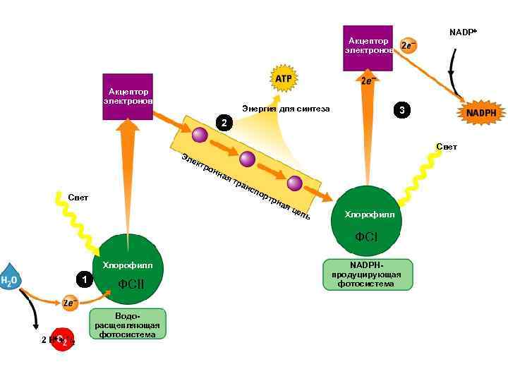 NADP Акцептор электронов Энергия для синтеза 3 2 Свет Эл ект ро н на