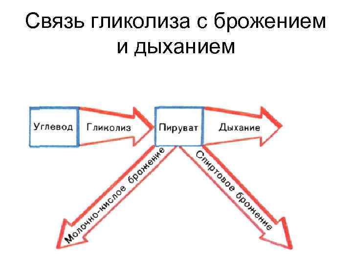 Связь гликолиза с брожением и дыханием 