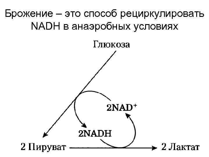 Брожение – это способ рециркулировать NADH в анаэробных условиях 