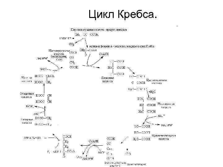 Цикл кребса фото