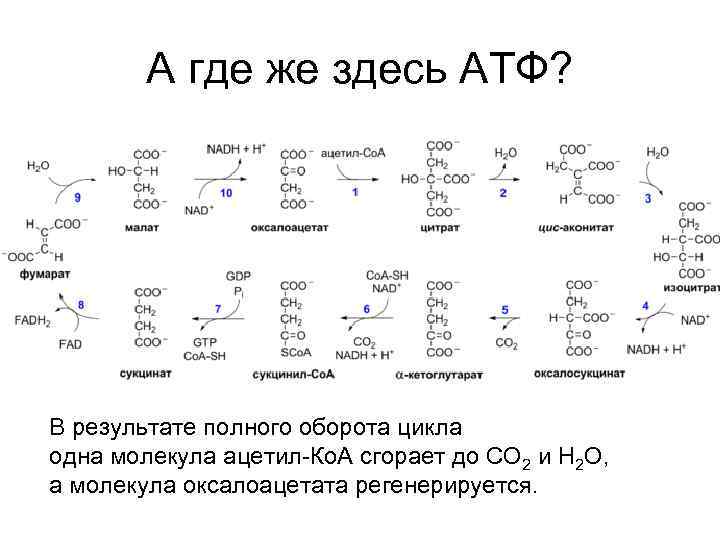 А где же здесь АТФ? В результате полного оборота цикла одна молекула ацетил-Ко. А