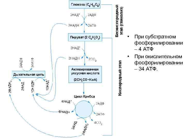 • При субстратном фосфорилировании – 4 АТФ • При окислительном фосфорилировании – 34