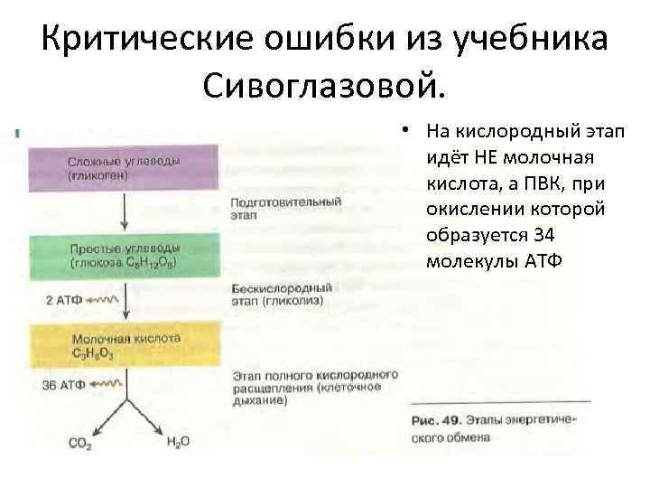 Критические ошибки из учебника Сивоглазовой. • На кислородный этап идёт НЕ молочная кислота, а