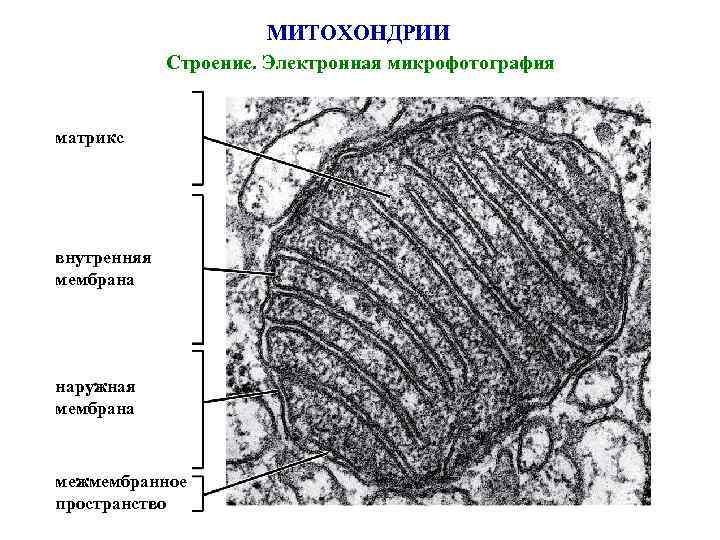 МИТОХОНДРИИ Строение. Электронная микрофотография матрикс внутренняя мембрана наружная мембрана межмембранное пространство 