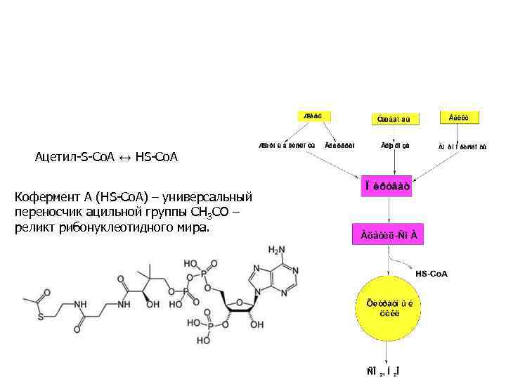  Ацетил-S-Co. A ↔ HS-Co. A Кофермент А (HS-Со. А) – универсальный переносчик ацильной