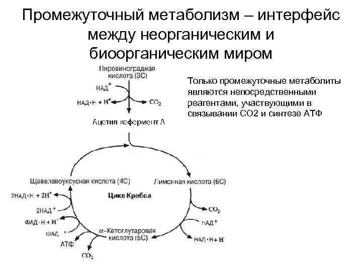 Промежуточный метаболизм – интерфейс между неорганическим и биоорганическим миром Только промежуточные метаболиты являются непосредственными