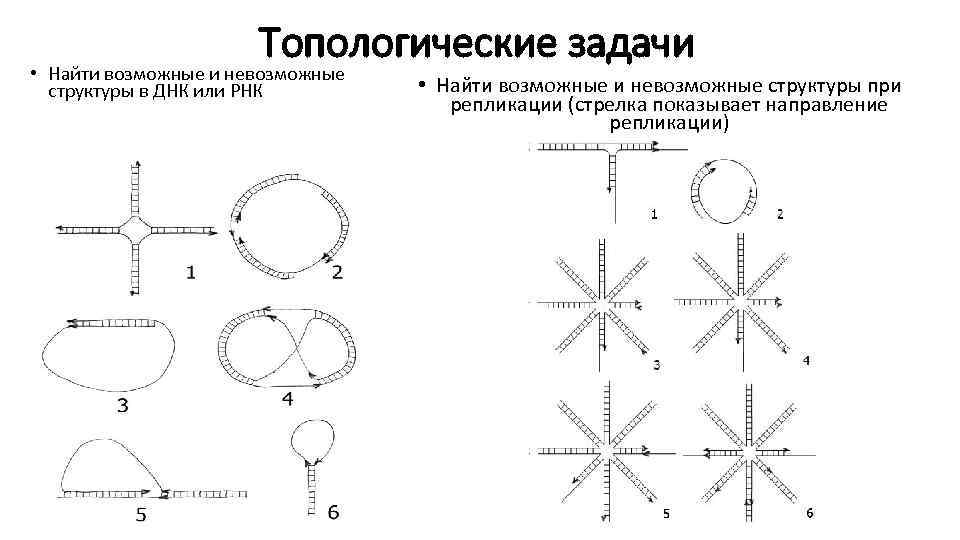 Топологические задачи • Найти возможные и невозможные структуры в ДНК или РНК • Найти
