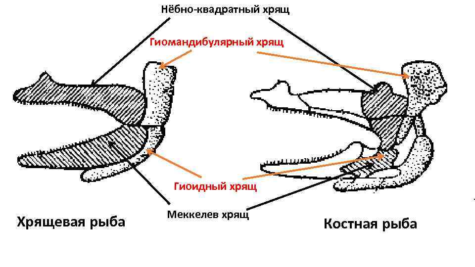 Нёбно квадратный хрящ Гиомандибулярный хрящ Гиоидный хрящ Хрящевая рыба Меккелев хрящ Костная рыба 