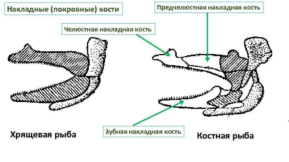 Накладные (покровные) кости Предчелюстная накладная кость Челюстная накладная кость Хрящевая рыба Зубная накладная кость