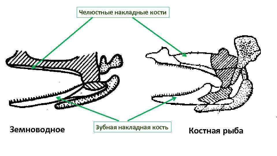 Челюстные накладные кости Земноводное Зубная накладная кость Костная рыба 