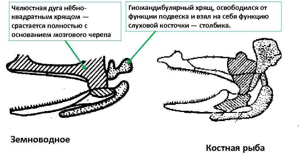 Челюстная дуга нёбно квадратным хрящом — срастается полностью с основанием мозгового черепа Земноводное Гиомандибулярный