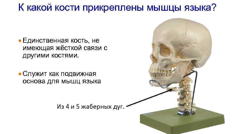 К какой кости прикреплены мышцы языка? · Единственная кость, не имеющая жёсткой связи с