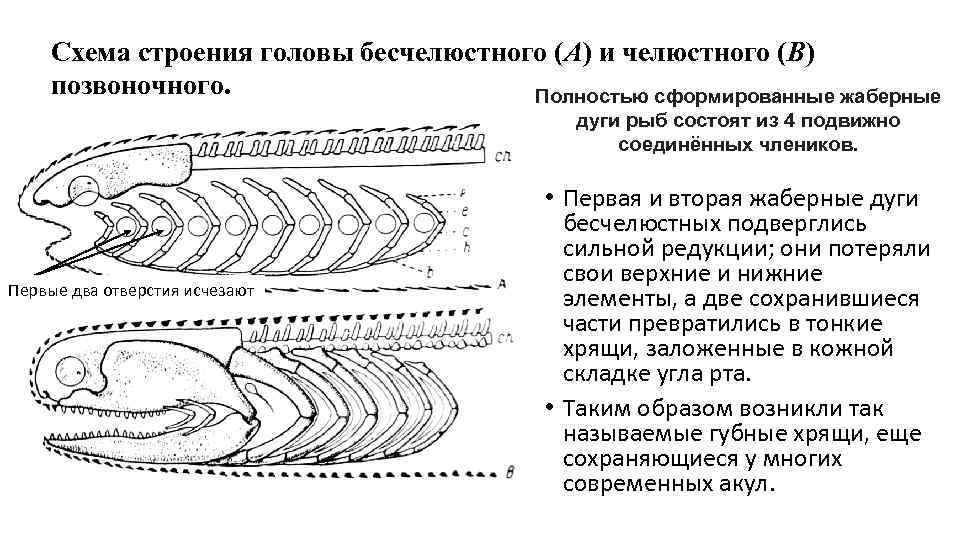 Схема строения головы бесчелюстного (A) и челюстного (В) позвоночного. Полностью сформированные жаберные дуги рыб