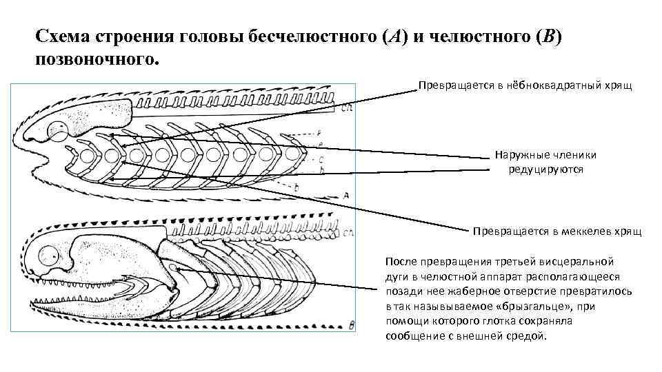 Схема строения головы бесчелюстного (A) и челюстного (В) позвоночного. Превращается в нёбноквадратный хрящ Наружные