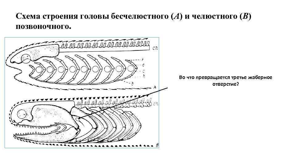 Схема строения головы бесчелюстного (A) и челюстного (В) позвоночного. Во что превращается третье жаберное