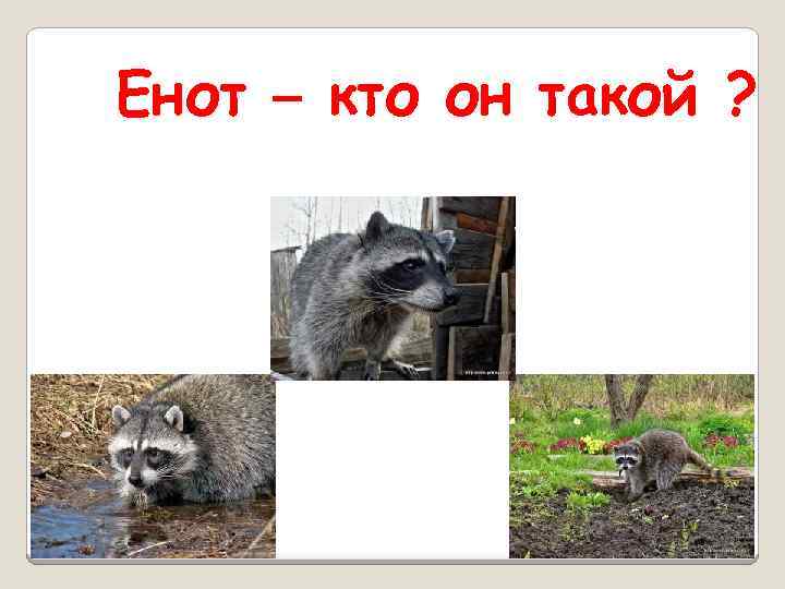 Енот – кто он такой ? 