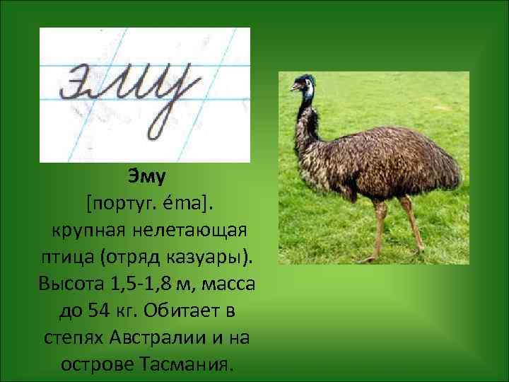 Э му [португ. éma]. крупная нелетающая птица (отряд казуары). Высота 1, 5 -1, 8