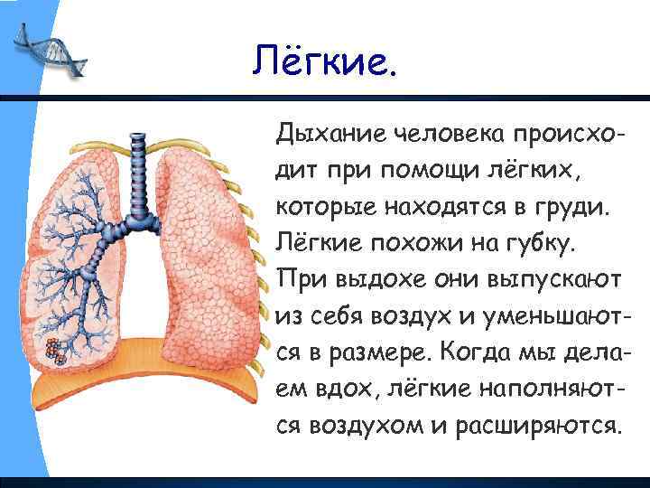 Лёгкие. Дыхание человека происходит при помощи лёгких, которые находятся в груди. Лёгкие похожи на