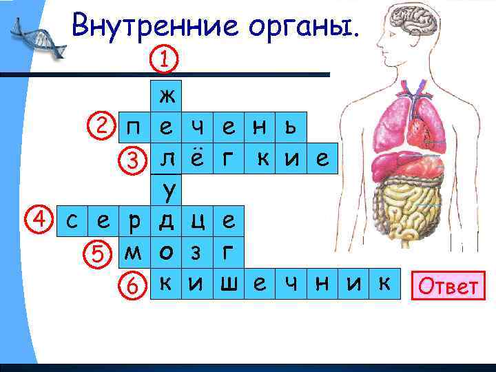 Внутренние органы. 1 2 п 3 4 с е р 5 м 6 ж