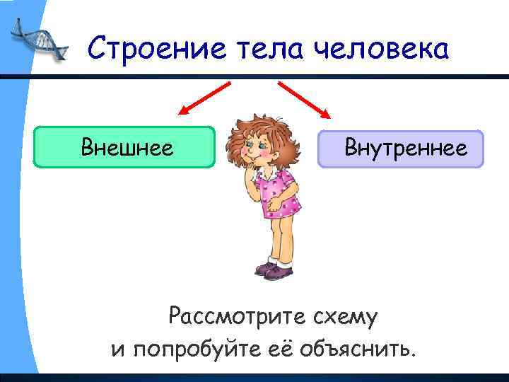 Строение тела человека Внешнее Внутреннее Рассмотрите схему и попробуйте её объяснить. 