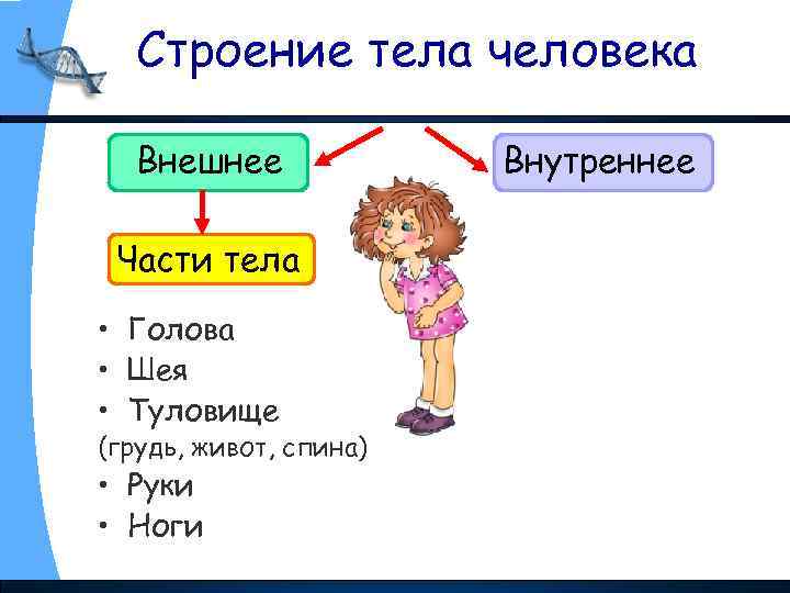 Строение тела человека Внешнее Части тела • Голова • Шея • Туловище (грудь, живот,