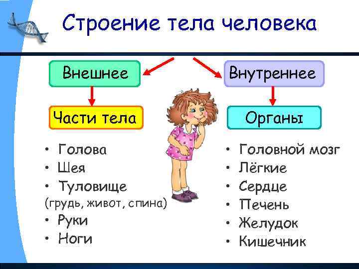 Строение тела человека Внешнее Внутреннее Части тела Органы • Голова • Шея • Туловище