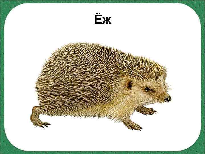 Ёж 