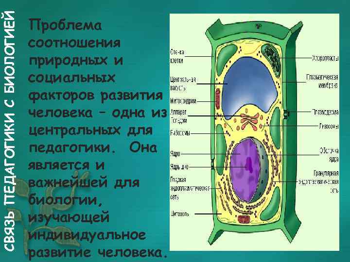 СВЯЗЬ ПЕДАГОГИКИ С БИОЛОГИЕЙ Проблема соотношения природных и социальных факторов развития человека – одна