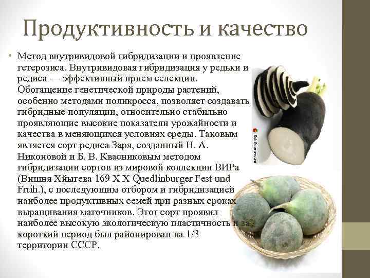 Продуктивность и качество • Метод внутривидовой гибридизации и проявление гетерозиса. Внутривидовая гибридизация у редьки