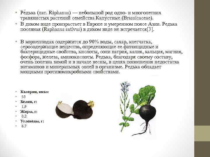  • Ре дька (лат. Ráphanus) — небольшой род одно- и многолетних травянистых растений