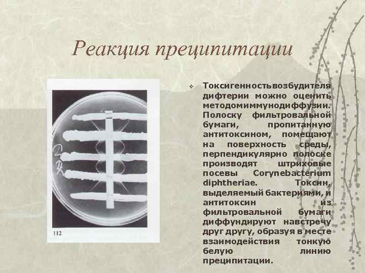 Реакция преципитации v Токсигенность возбудителя дифтерии можно оценить методом иммунодиффузии. Полоску фильтровальной бумаги, пропитанную