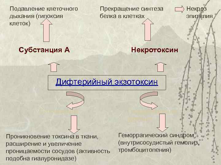 Подавление клеточного дыхания (гипоксия клеток) Прекращение синтеза белка в клетках Субстанция А Некроз эпителия