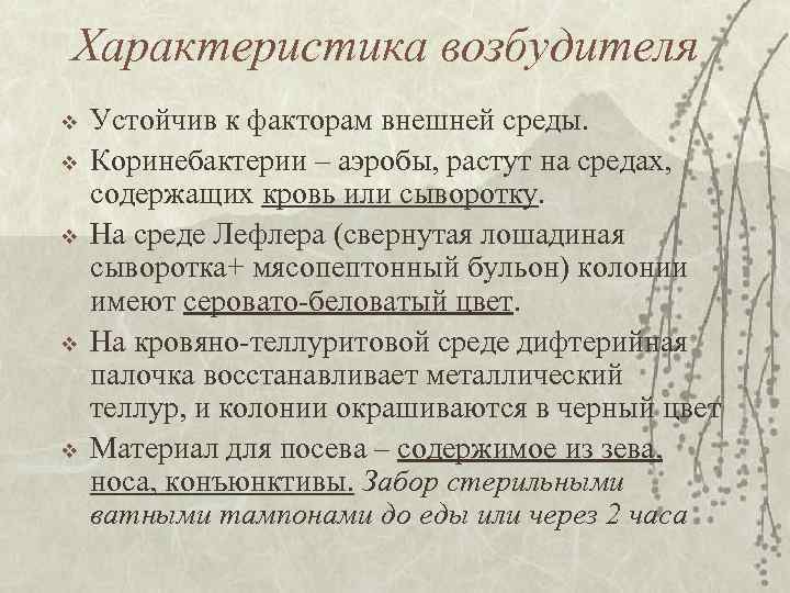 Характеристика возбудителя v v v Устойчив к факторам внешней среды. Коринебактерии – аэробы, растут