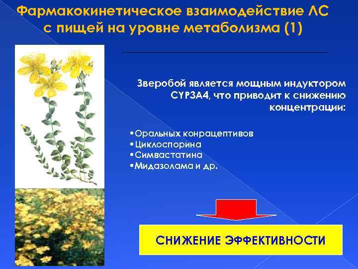 Фармакокинетическое взаимодействие ЛС с пищей на уровне метаболизма (1) Зверобой является мощным индуктором CYP