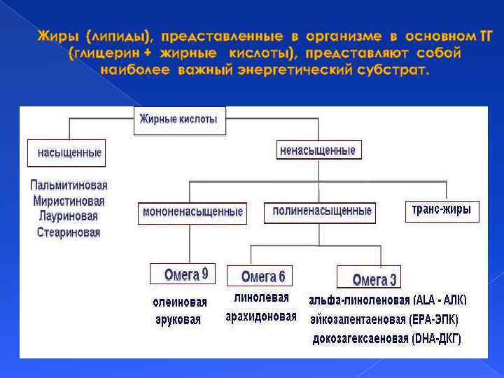 Жиры (липиды), представленные в организме в основном ТГ (глицерин + жирные кислоты), представляют собой
