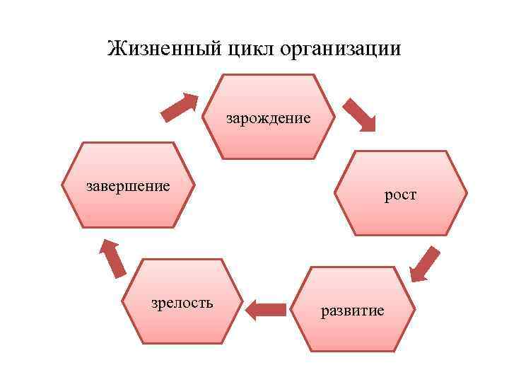 Соотношение понятий рост развитие созревание. Жизненный цикл. Этапы развития фирмы. Жизненный цикл предприятия зрелость.