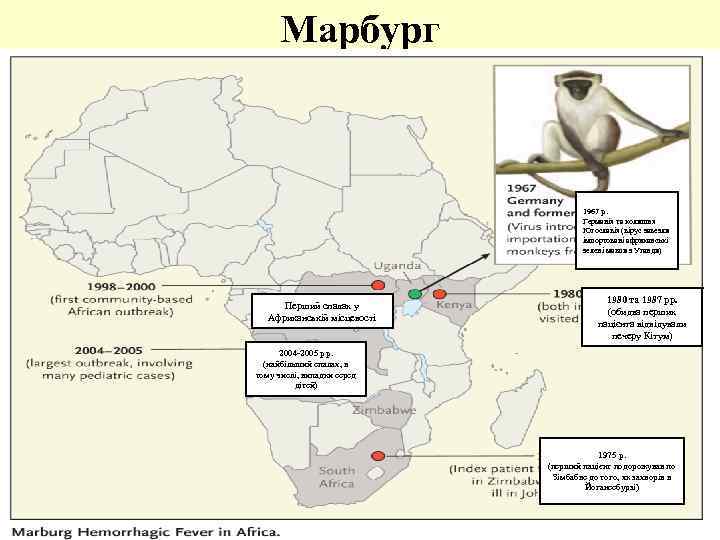 Марбург 1967 р. Германія та колишня Югославія (вірус завезли імпортовані африканські зелені мавпи з