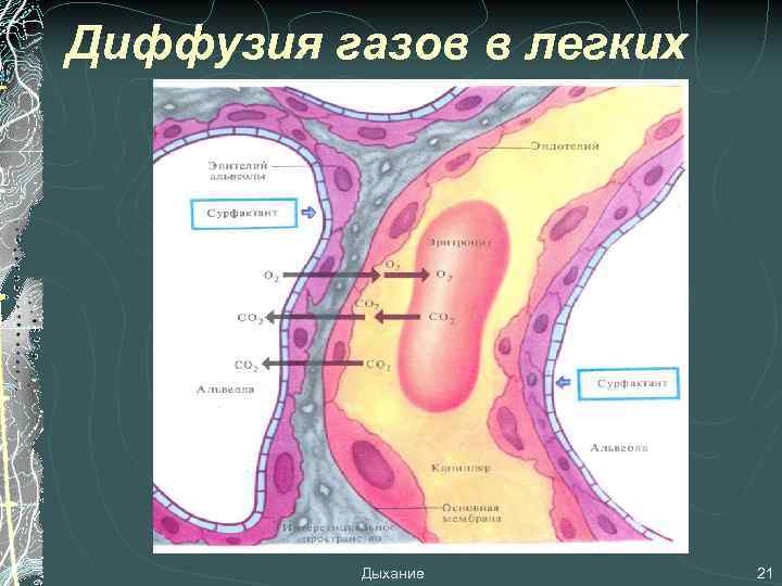 При диффузии газов в легких происходит. Диффузия газов в легких. Дифузия газов в лёгких.