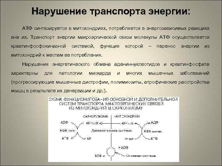 Транспорт энергии атф