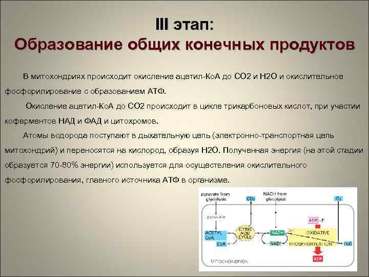 III этап: Образование общих конечных продуктов В митохондриях происходит окисление ацетил-Ко. А до СО