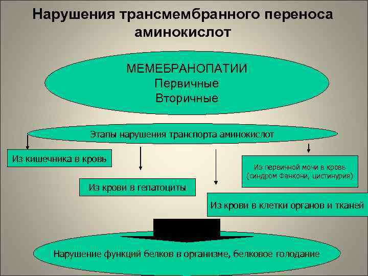 Нарушения трансмембранного переноса аминокислот МЕМЕБРАНОПАТИИ Первичные Вторичные Этапы нарушения транспорта аминокислот Из кишечника в