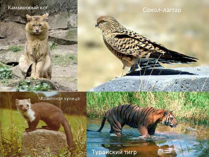 Камышовый кот Сокол-лаггар Каменная куница Туранский тигр 
