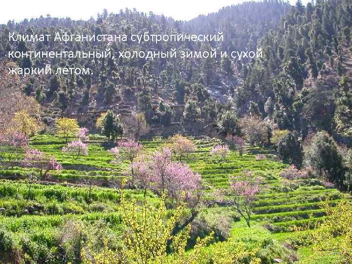 Климат Афганистана субтропический континентальный, холодный зимой и сухой жаркий летом. 