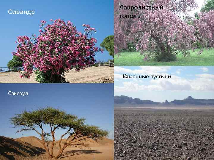 Олеандр Лавролистный тополь Флора На равнинах Афганистана преобладают пустыни. Плоскогорья заняты степями. Леса сосредоточены