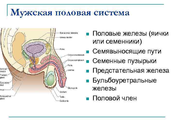 Мужская половая презентация. Мужская половая система железы. Анатомия мужской половой системы железы. Мужские половые органы строение яички. Строение мужской половой системы семенники.