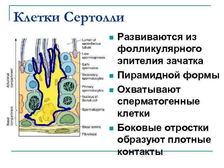 Клетки сперматогенного эпителия