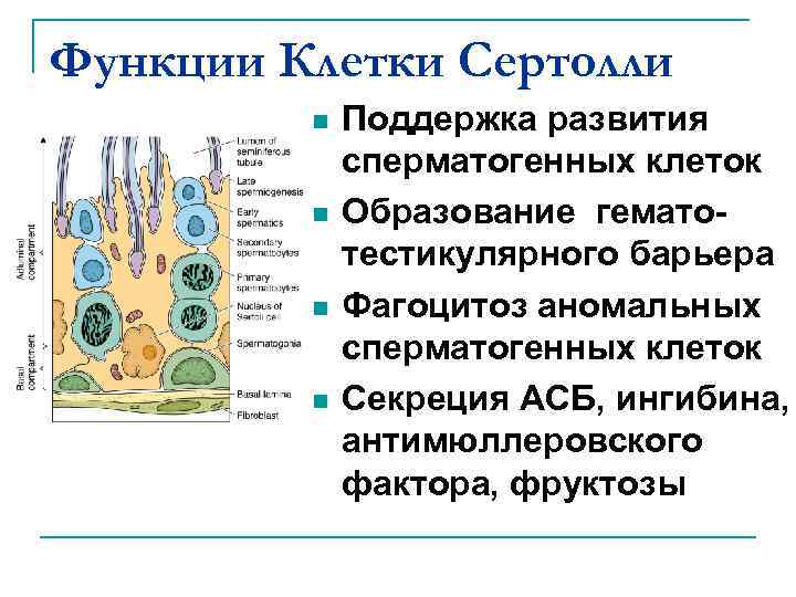 Гематотестикулярный барьер схема